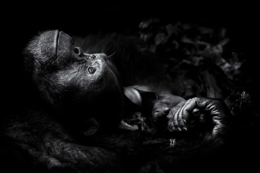 Chimpanzee Dreaming, Uganda