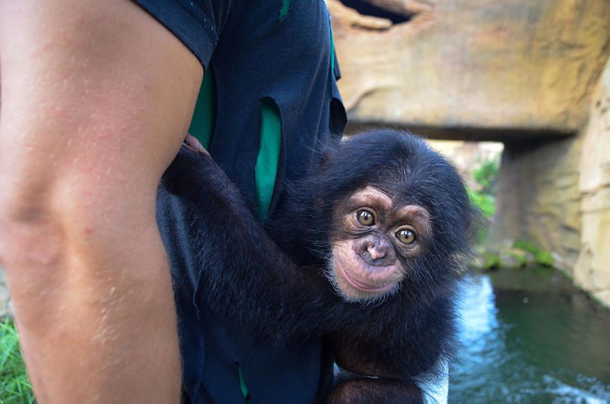 Cuki bébicsimpánzt fogadott örökbe egy csupaszív csimpánzhölgy, aki még nem ismerte az anyaságot