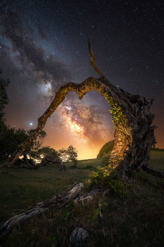 Twisted tree under a starry night sky with the Milky Way visible, captured during an exciting trip to Madeira.