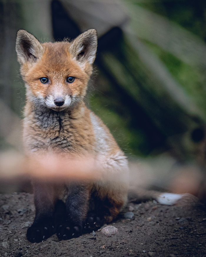 I Tried To Make My Way To Get To Red Foxes And I Finally Earned Their Trust To Photograph Them Up Close (30 Pics)