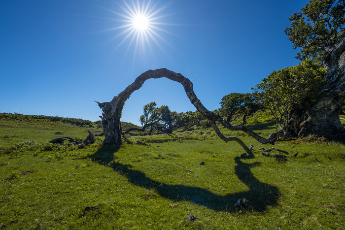 Curved tree branch casting a shadow on grassy field under bright sun in Madeira landscape with clear blue sky.