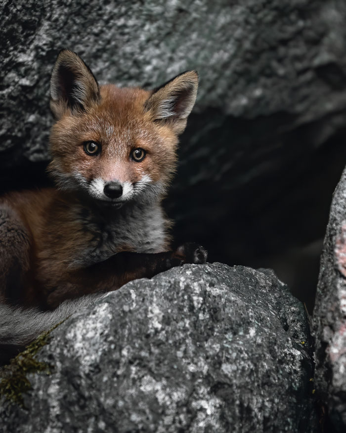 I Tried To Make My Way To Get To Red Foxes And I Finally Earned Their Trust To Photograph Them Up Close (30 Pics)