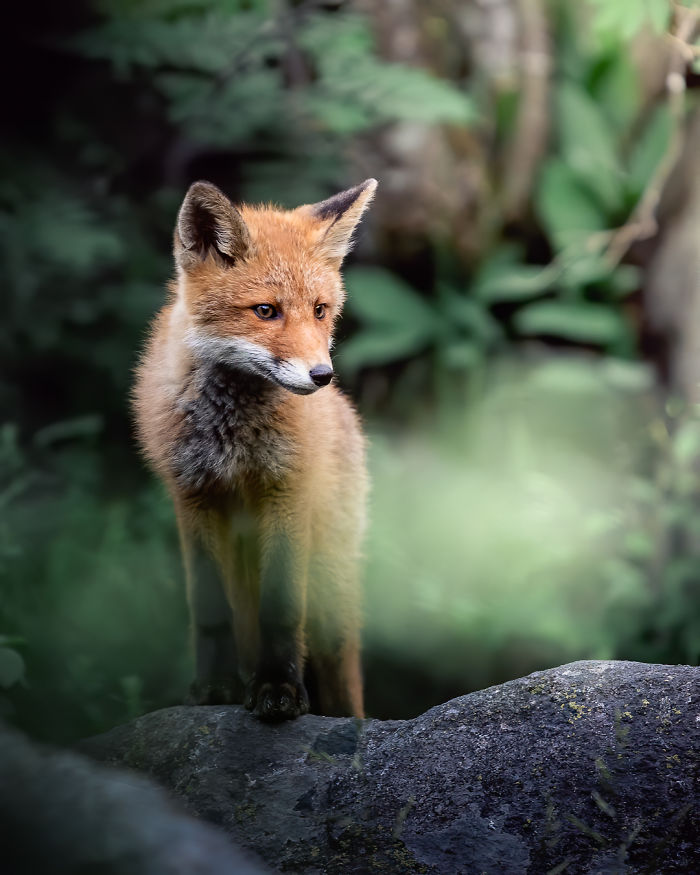 I Tried To Make My Way To Get To Red Foxes And I Finally Earned Their Trust To Photograph Them Up Close (30 Pics)