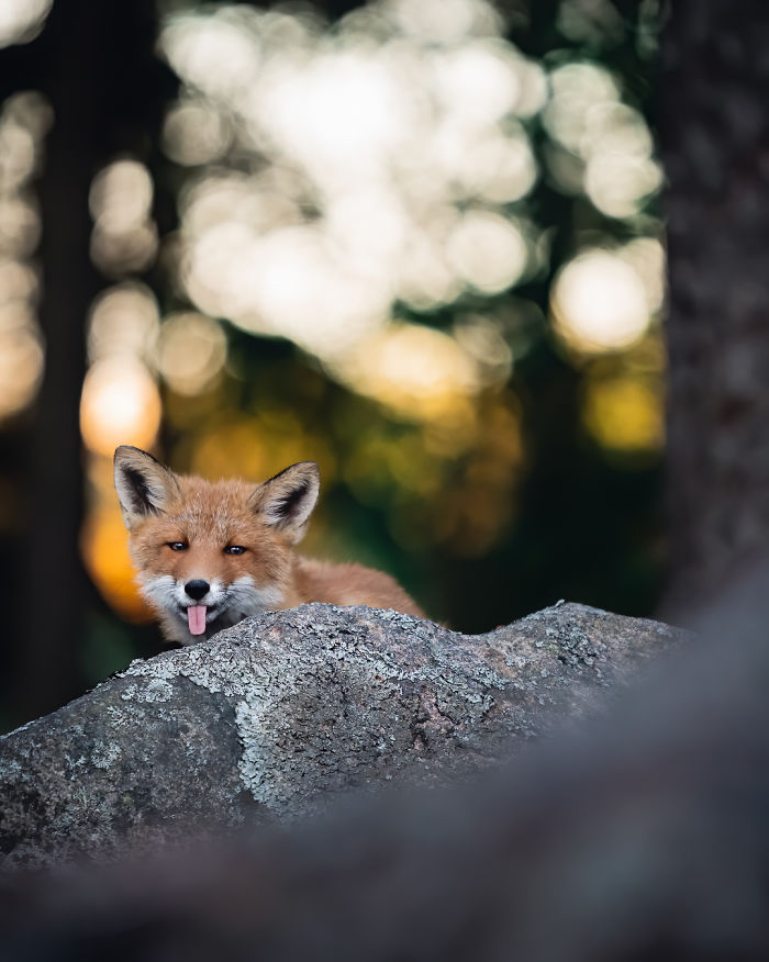 I Tried To Make My Way To Get To Red Foxes And I Finally Earned Their Trust To Photograph Them Up Close (30 Pics)