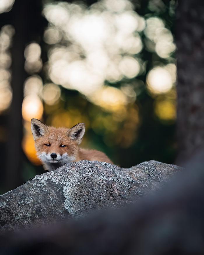 I Tried To Make My Way To Get To Red Foxes And I Finally Earned Their Trust To Photograph Them Up Close (30 Pics)