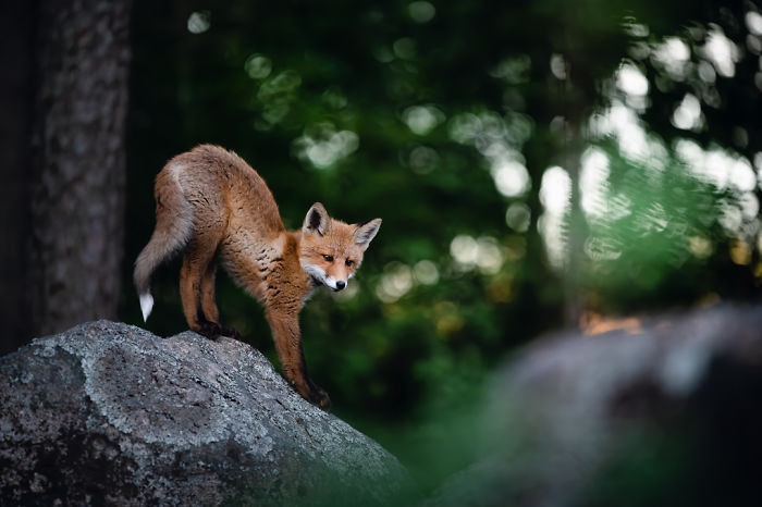 I Tried To Make My Way To Get To Red Foxes And I Finally Earned Their Trust To Photograph Them Up Close (30 Pics)