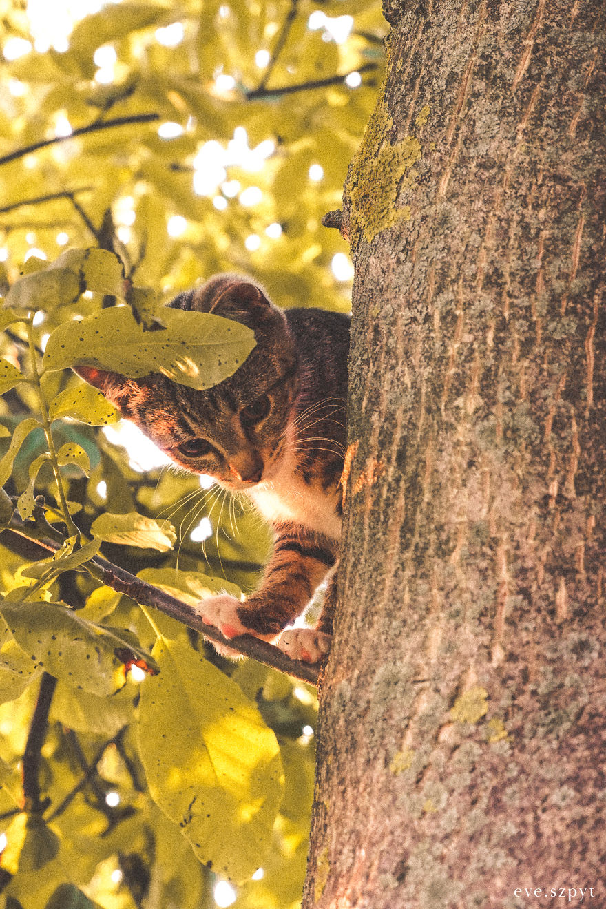 Cute Tree Kitten To Brighten Your Day!