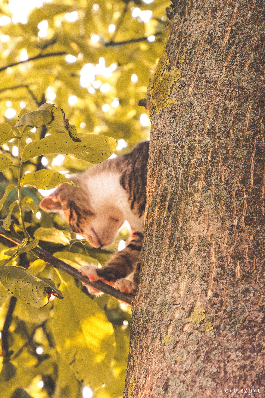 Cute Tree Kitten To Brighten Your Day!