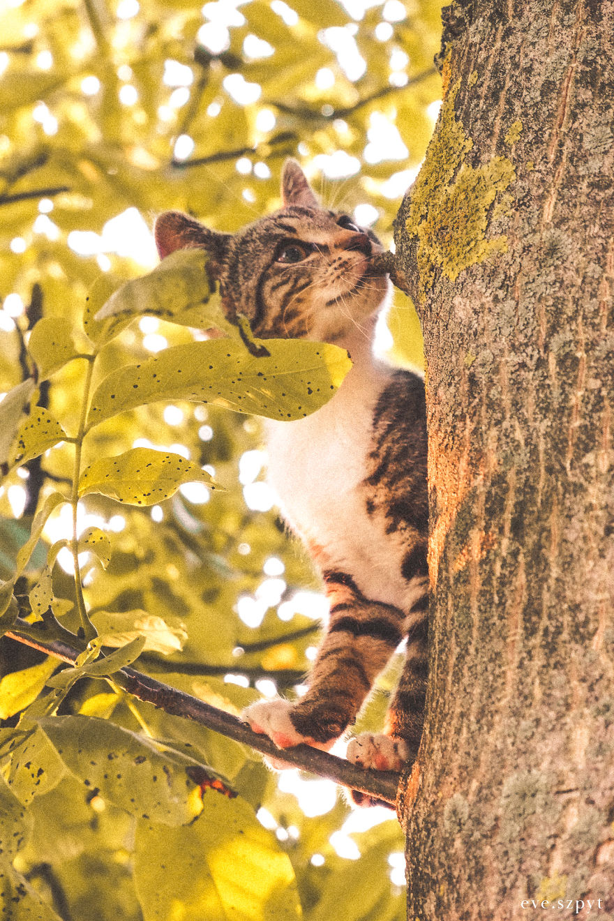 Cute Tree Kitten To Brighten Your Day!