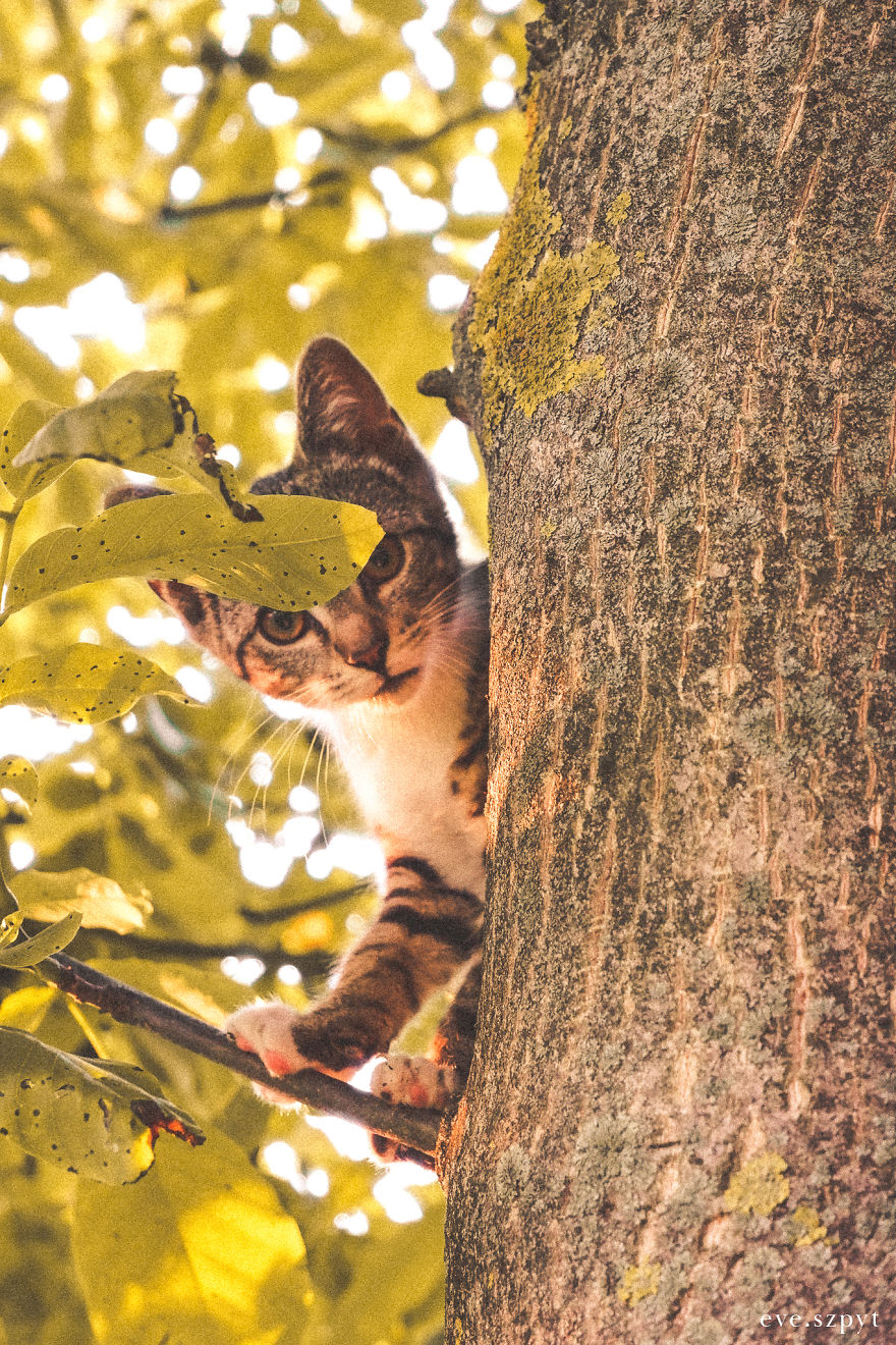 Cute Tree Kitten To Brighten Your Day!