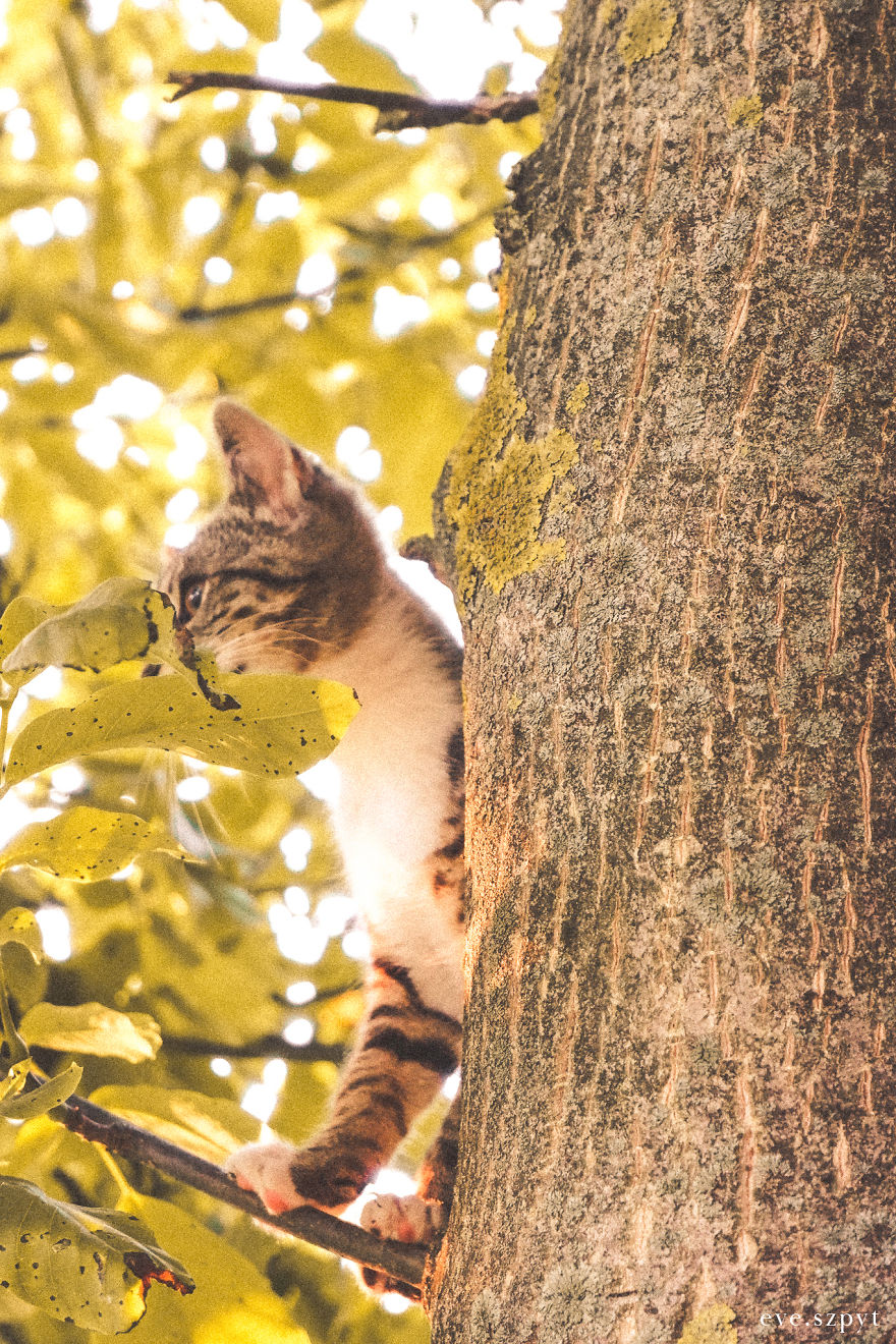 Cute Tree Kitten To Brighten Your Day!