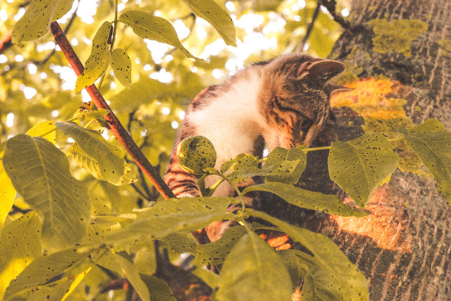 Cute Tree Kitten To Brighten Your Day!