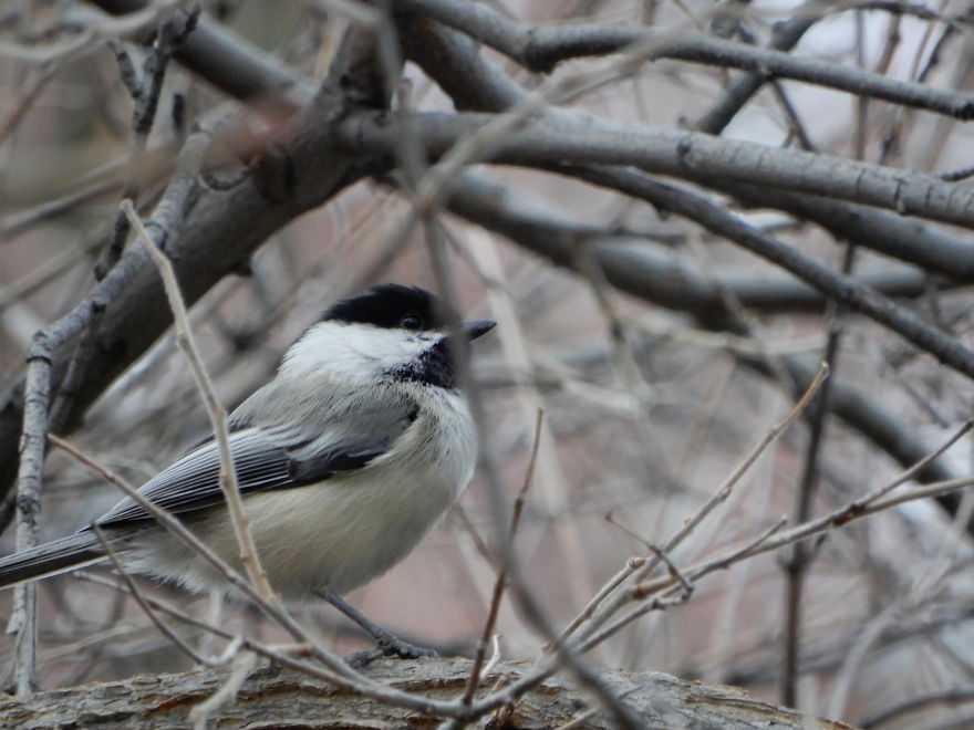 Backyard Birds