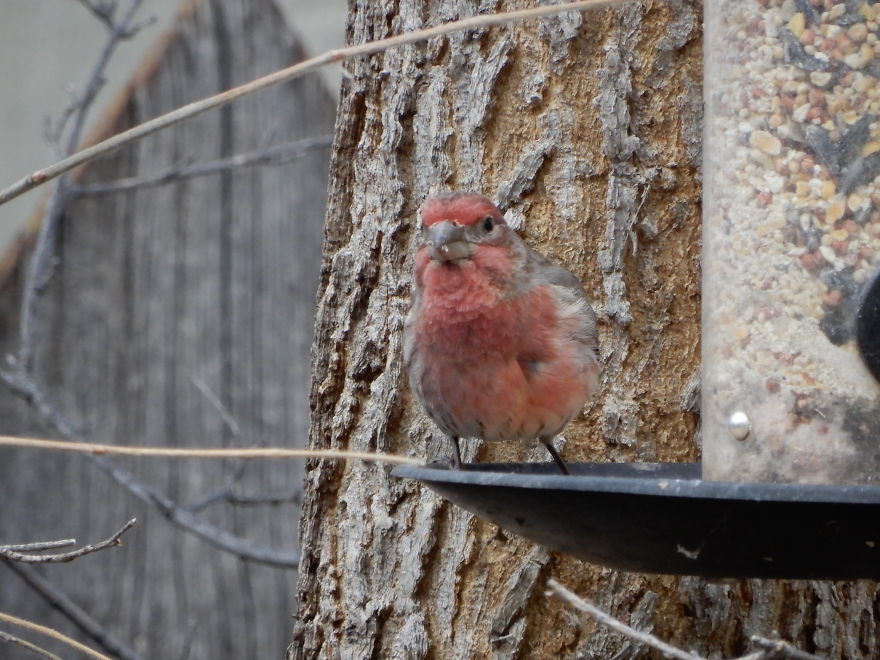 Backyard Birds
