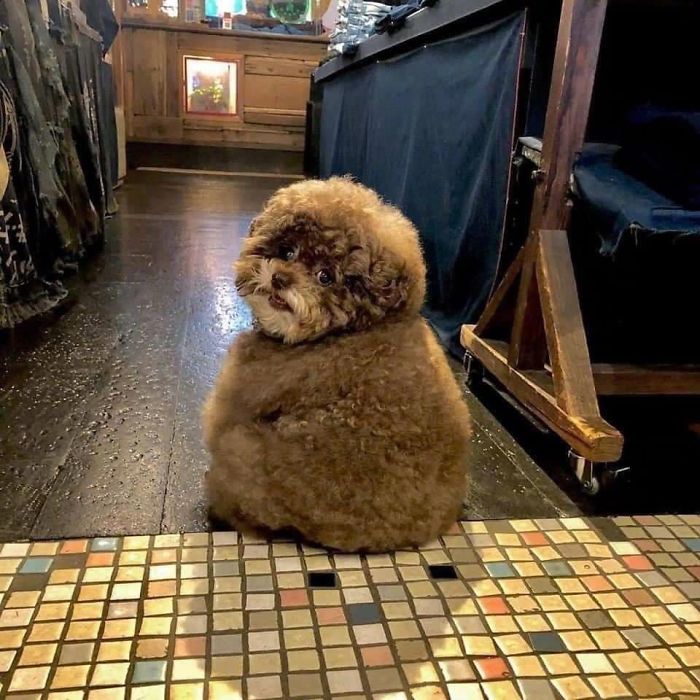Fluffy Poodle Is Going Viral For Its Human-Like Expressions