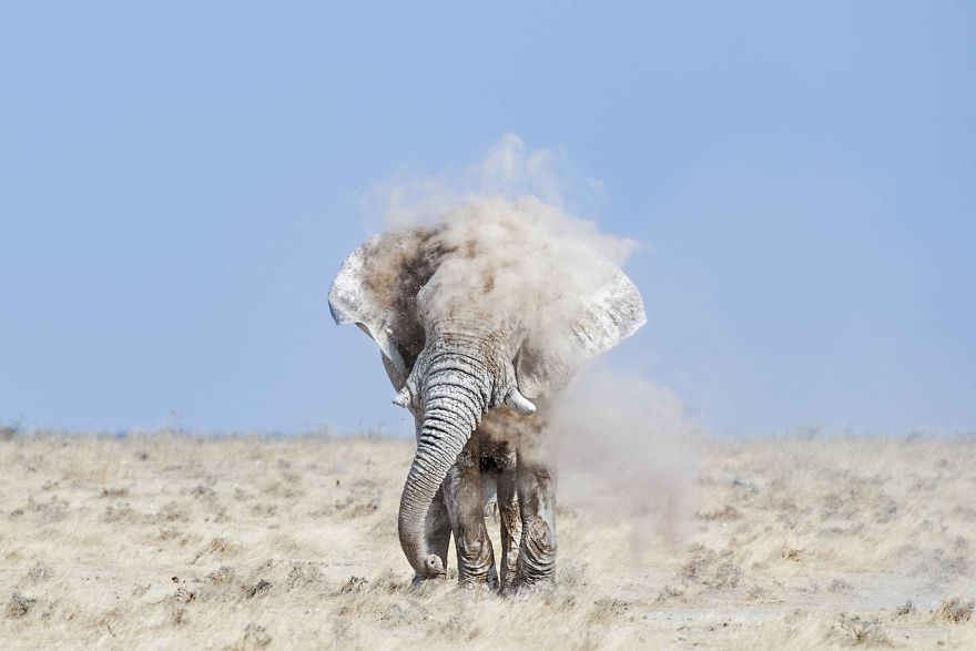 Bull Elephant, Dust Bathing