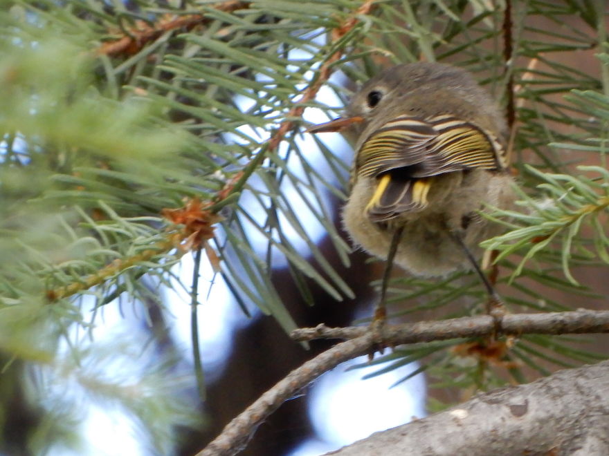 Backyard Birds