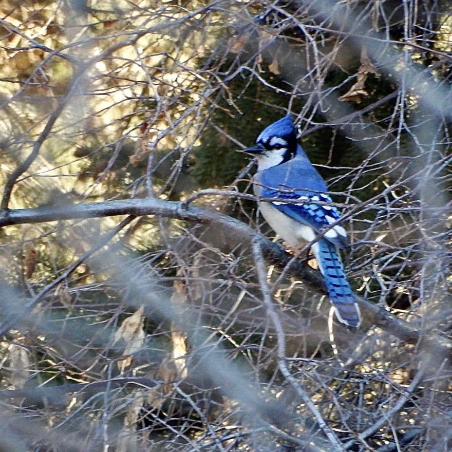 Backyard Birds