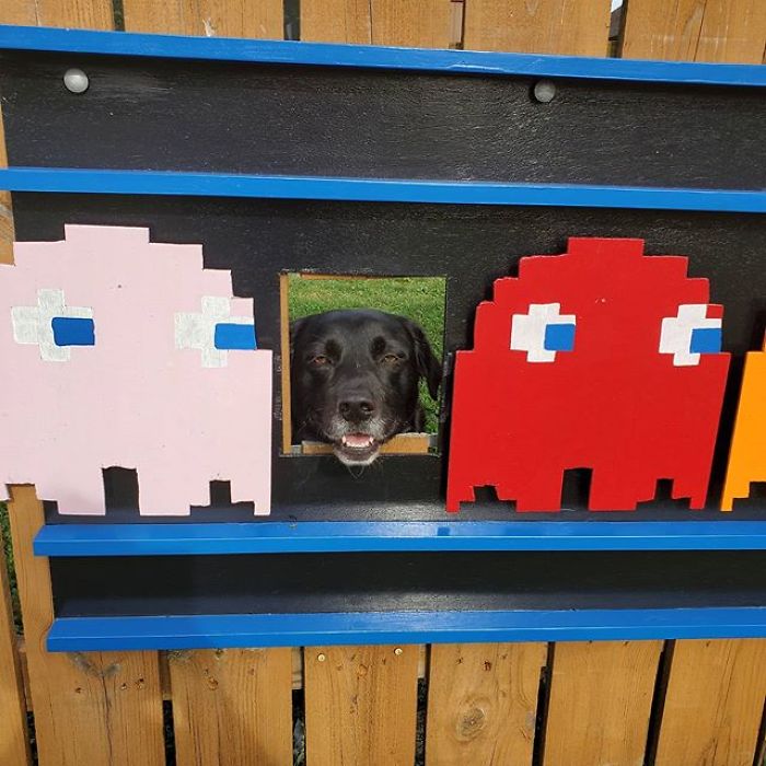 These Dogs Like To Look At Their Neighborhood Through A Hole In A Fence, So Their Owners Put Up Posters To Make Their Neighbors Laugh
