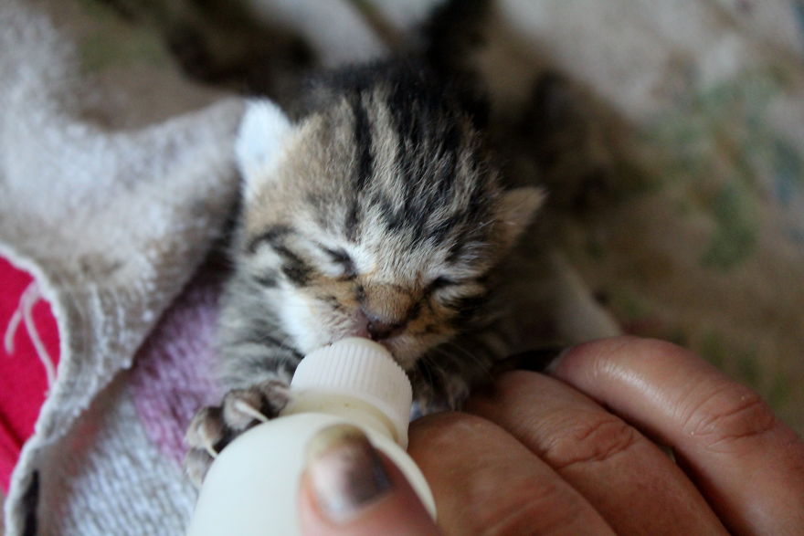 From Rejected Newborns To Loving Kittens
