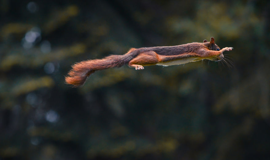 To Spread Some Joy, I Photograph Squirrels Playing In My Garden