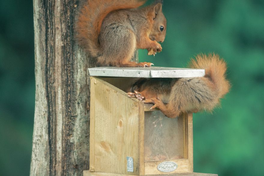 To Spread Some Joy, I Photograph Squirrels Playing In My Garden