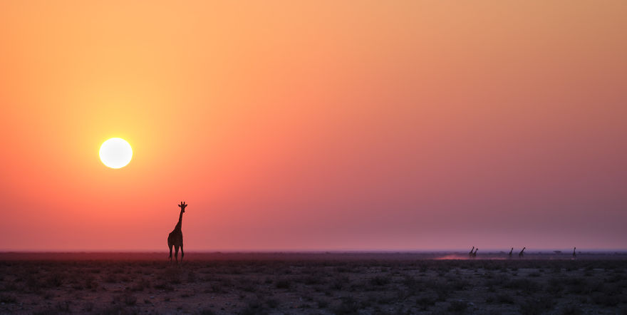 Giraffe Sunrise