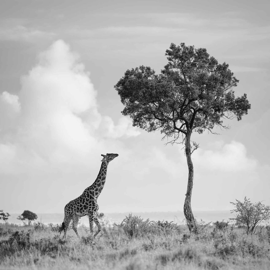 Giraffe Tree