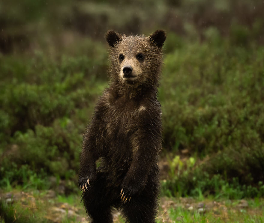 Ittle Bear Cub Stands Up To Look Around During A Morning Rainstorm. Photographed In Wyoming