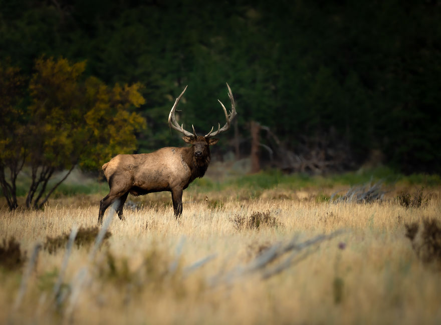 Bull Elk Stands Tall Against The Fall Forest. Photographed In The Mountains Of Colorado