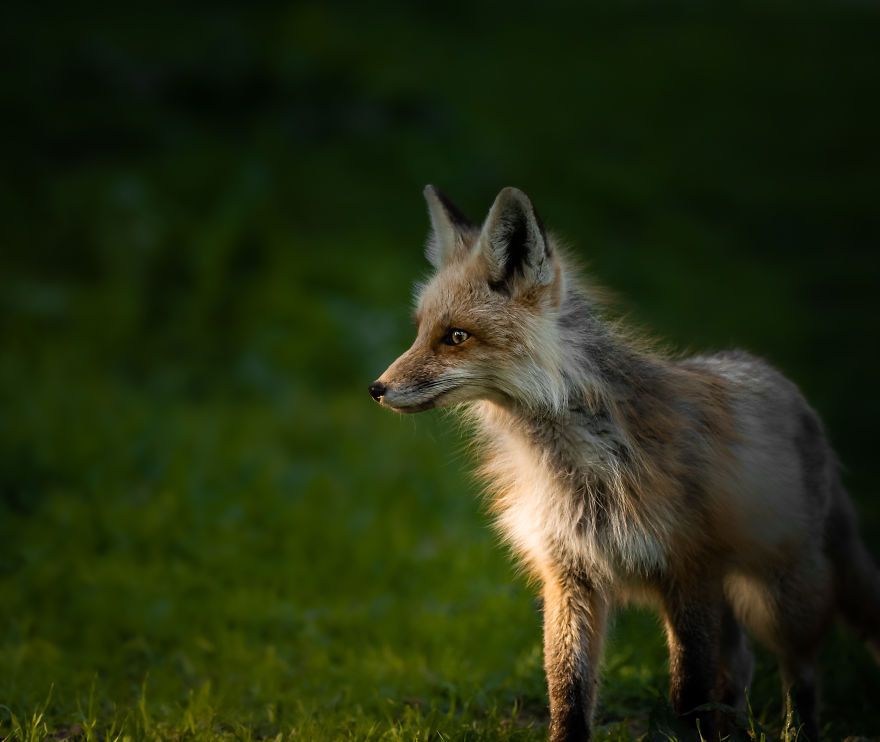 Young Fox Plays In The Last Rays Of Evening Sun. Photographed In Utah