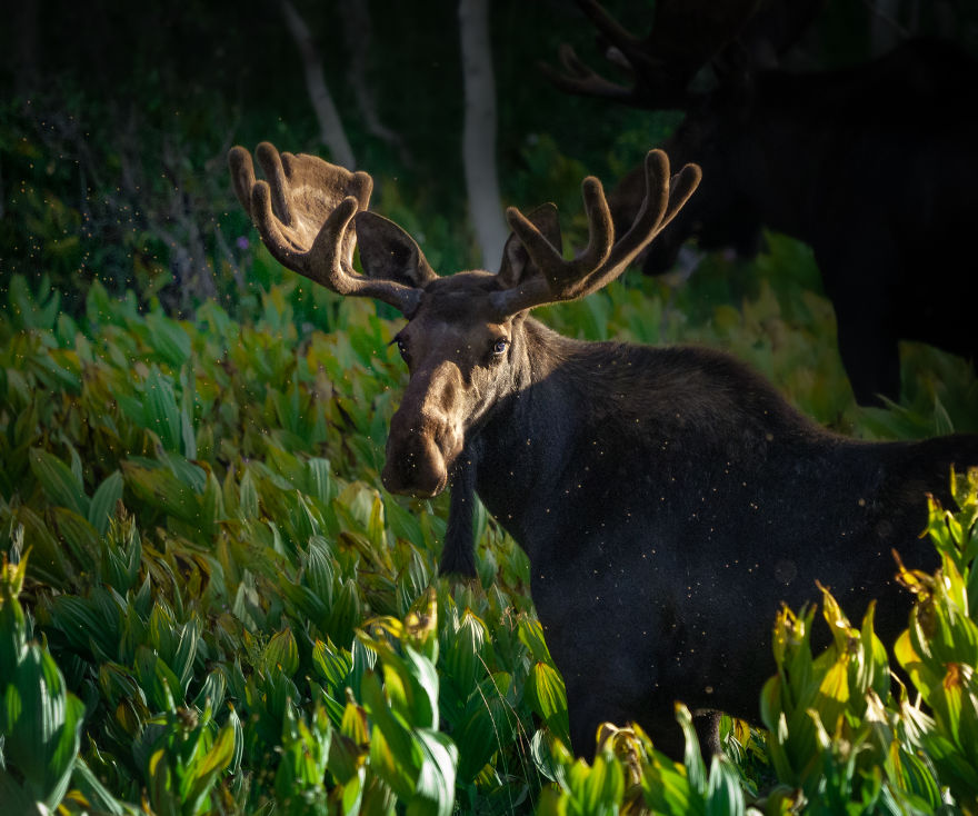Bull Moose Settles Into The Dense Brush As Bugs Swarm Around Him. Photographed In The Mountains Of Utah