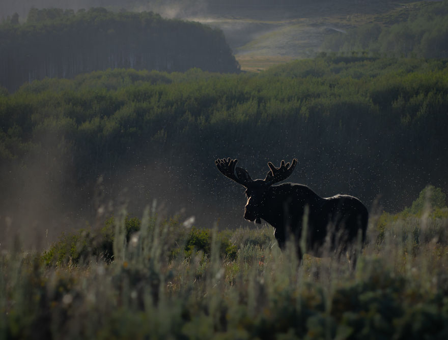 Bull Moose Stands In The Meadow As The Sun Sets Into The Mist. Photographed In The Mountains Of Utah