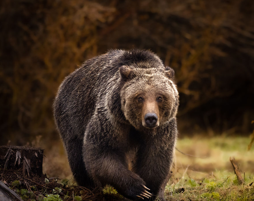 Female Grizzly Bear Steps Across A Ditch. Photographed In Wyoming