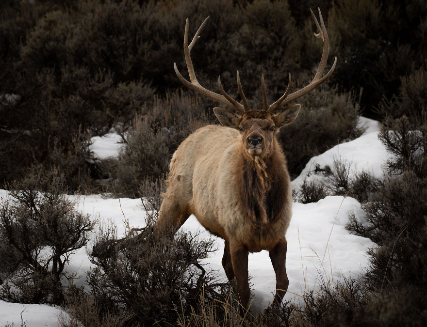 Bull Elk Steps Over The Rapidly Melting Snow On A Spring Afternoon. Photographed In The Wasatch Mountains Of Utah
