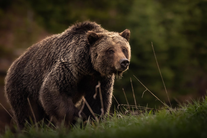 Female Grizzly Bear Marches Uphill At Golden Hour. Photographed In Wyoming