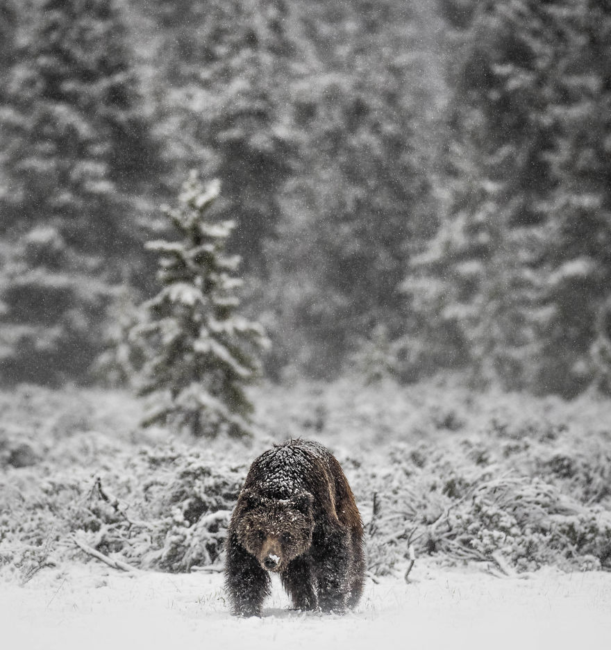 Snow-Covered Grizzly Forages Through Freshly Fallen Snow In Search Of Voles To Eat. Photographed In Wyoming