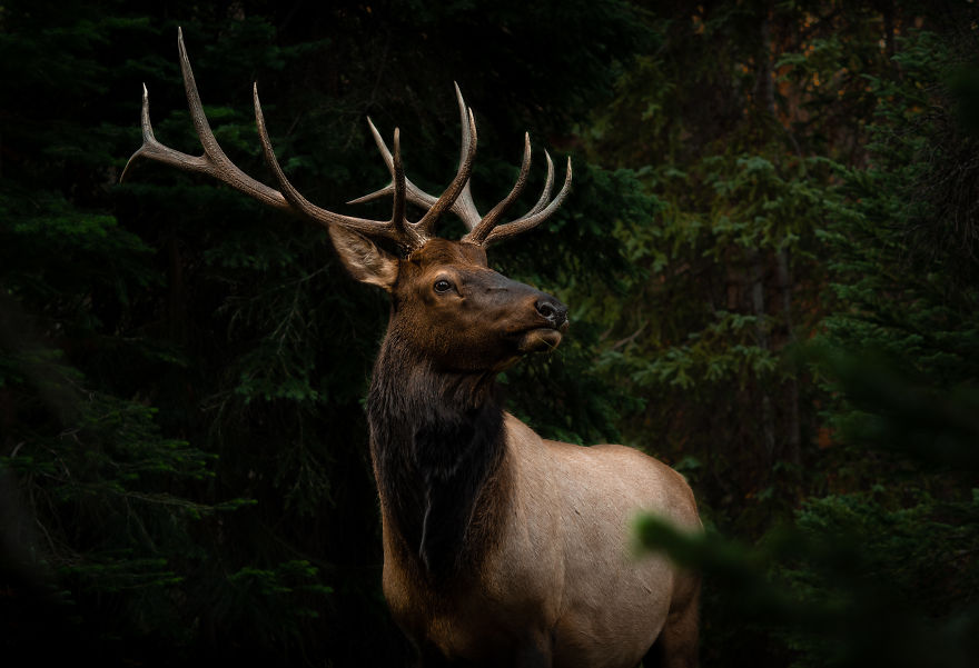 Young Bull Elk Melts Into The Shadows Of The Forest. Photographed In The Colorado Rocky Mountains