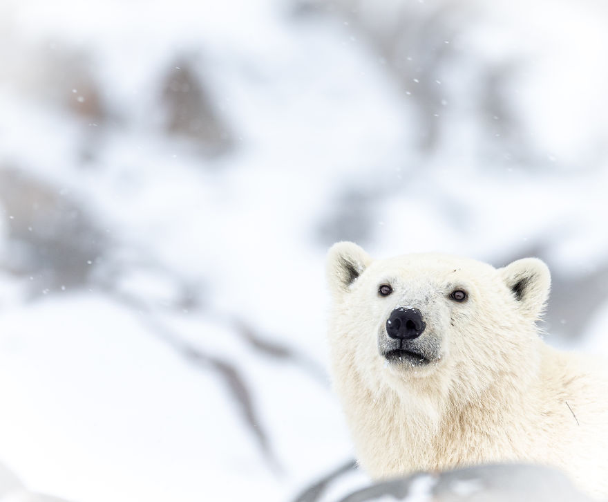 A Curious Polar Bear Sniffs The Air Before Stepping Out From Behind The Rocks. Photographed In Churchill, Manitoba