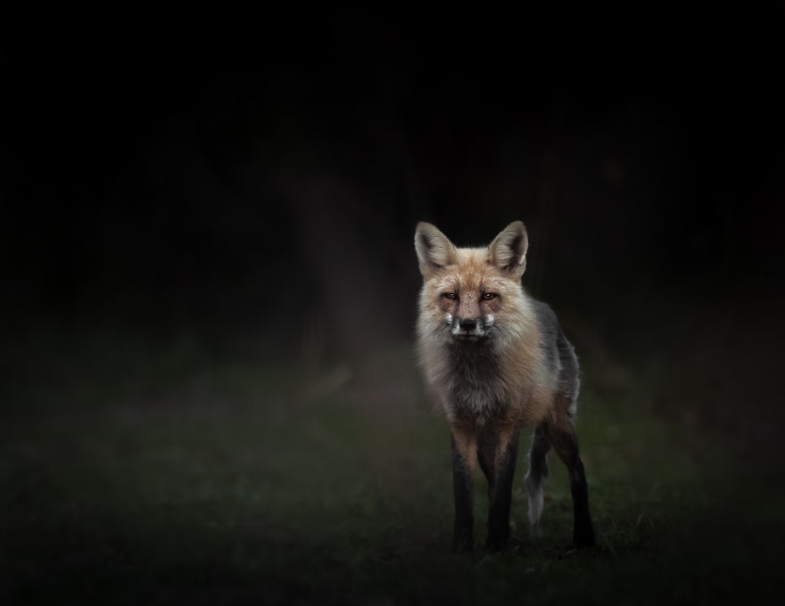 Old Fox Pauses In The Last Light Before Sunset After Emerging From The Woods. Photographed In Utah