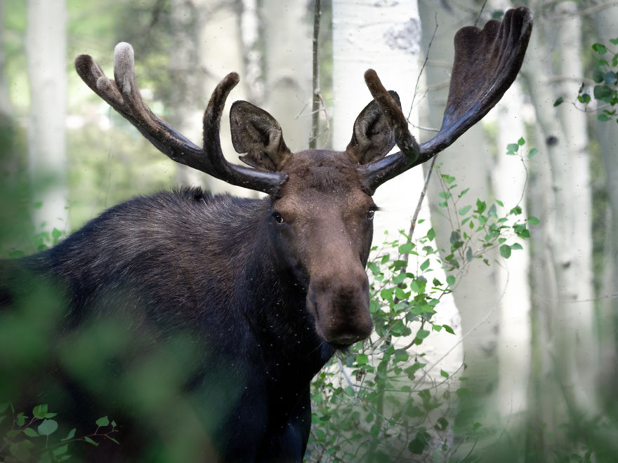 Wide Antlered Bull Moose Looks On Curiously In The Thick Aspen Forest While Bugs Swarm Around His Face. Photographed In Utah