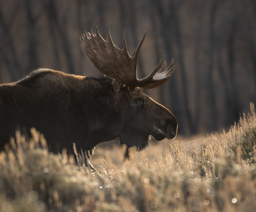 Massive Bull Moose Moves Slowly Through A Meadow On A Chilly Fall Morning. Photographed In Wyoming