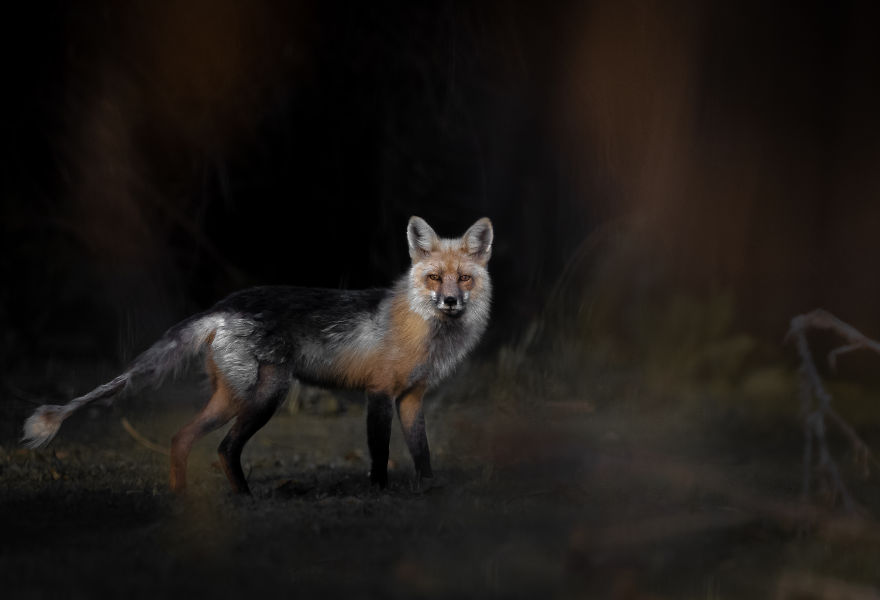 Old Fox Slips Through The Evening Shadows. Photographed In Utah