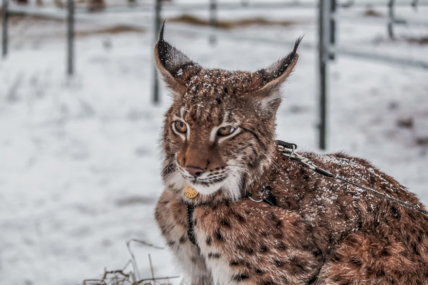 I Adopted Two Lynxes From A Fur Farm, Now I Live With 2 Big 'Cats,' 8 Dogs, And 3 Horses