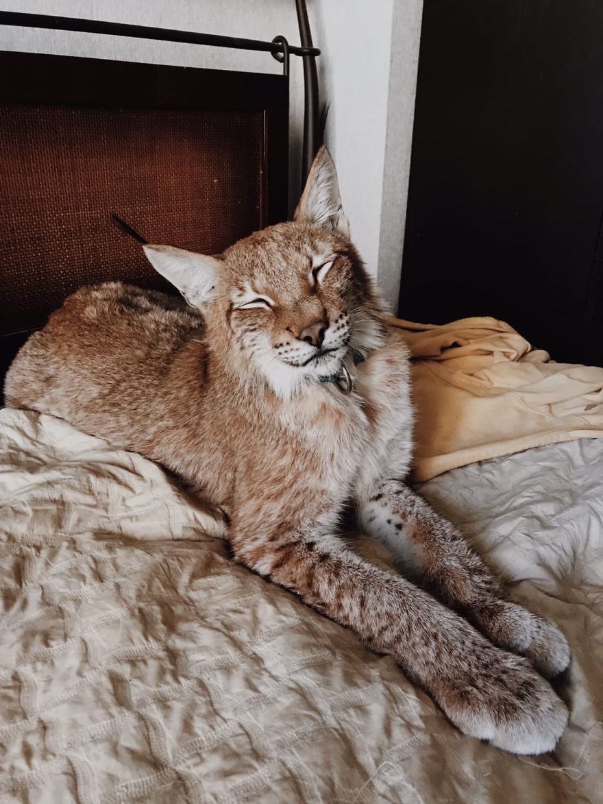 I Adopted Two Lynxes From A Fur Farm, Now I Live With 2 Big 'Cats,' 8 Dogs, And 3 Horses