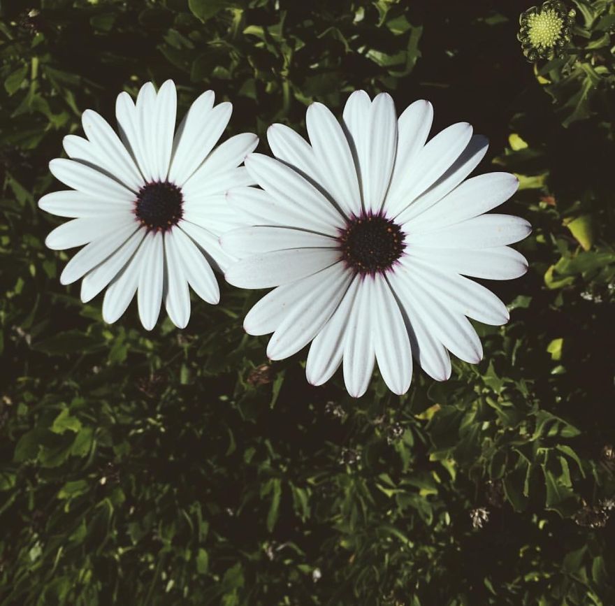 I Took Photos Of Flowers Just For Fun On My iPhone (14 Pics)