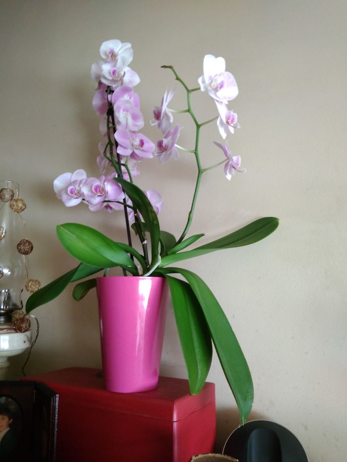 My Beautiful Orchid Was A Bd Present Two Years Ago
