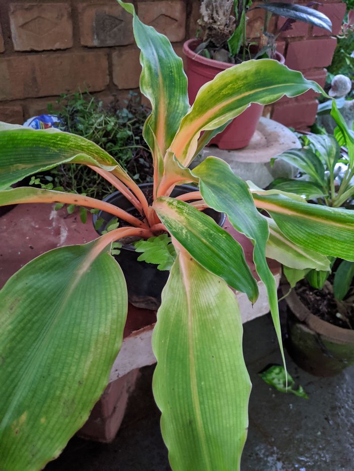 Chlorophytum Orchidastrum Or The Mandarin Plant