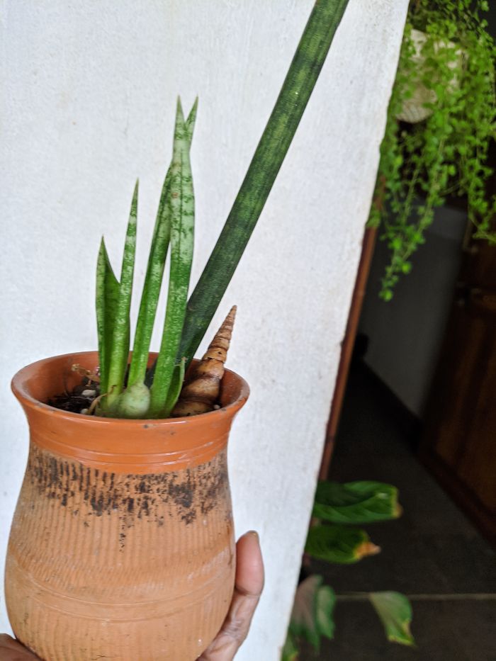 Sansivieria Cylindrica. Note The Size Of The Pot