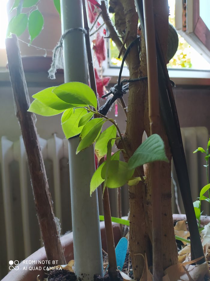 This Is My Little One, I Was Growing It From Seeds. I Think It's A Lychee